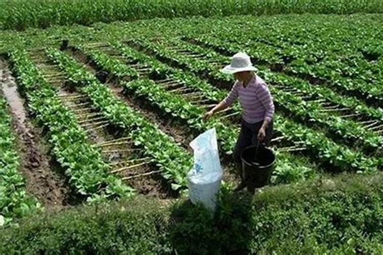 钙肥的缺乏和过量对草莓有什么危害？