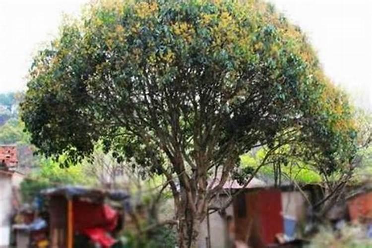 桂花树地栽怎么养才长得好