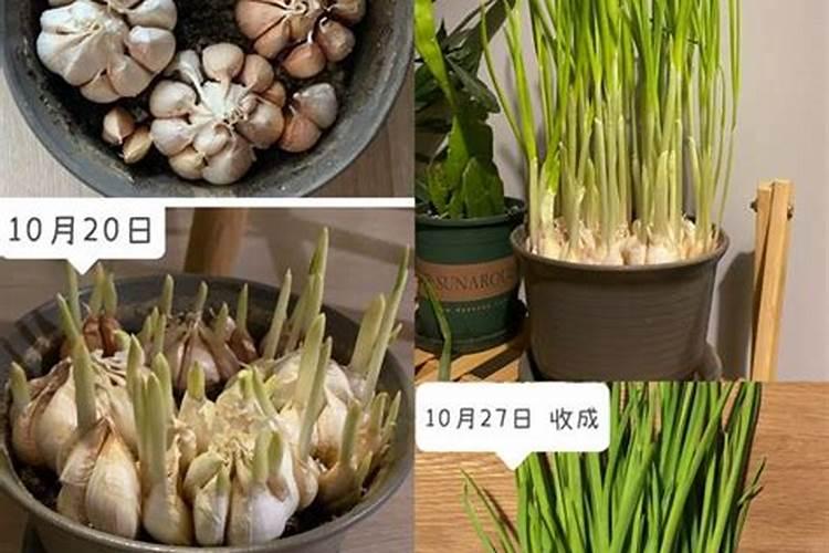 老师好 请问青蒜苗多少天追一次肥好