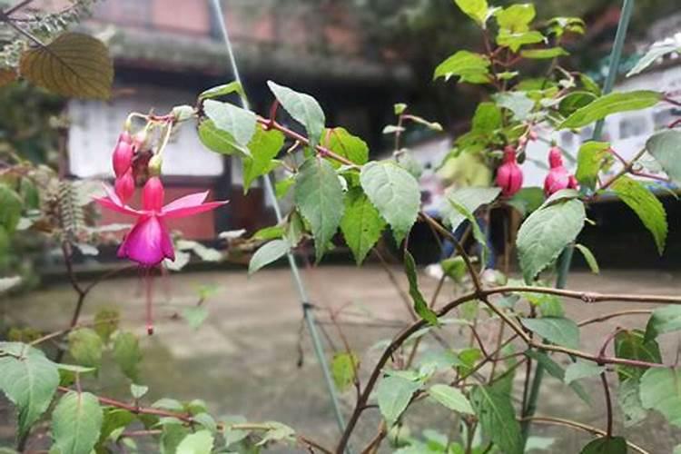 苹果树补钙单纯靠叶面喷施可以吗？