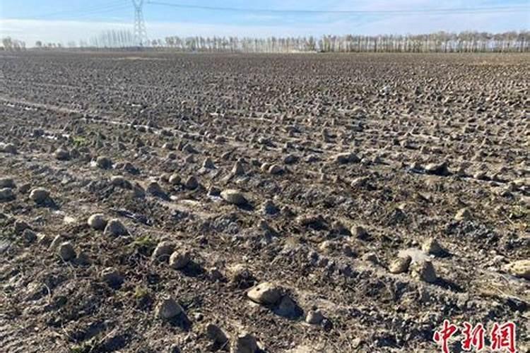 盐碱地怎样施肥