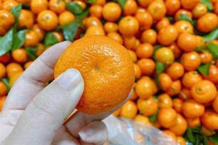 砂糖橘种植技术 手把手教你正确方法