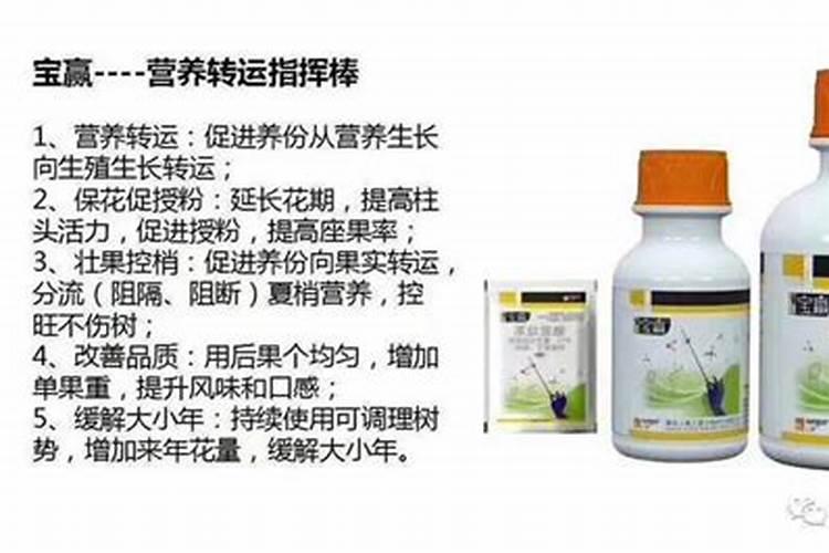 文竹黄叶还能变绿吗
