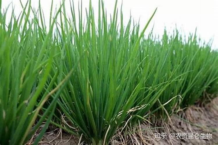 大葱种植如何施肥