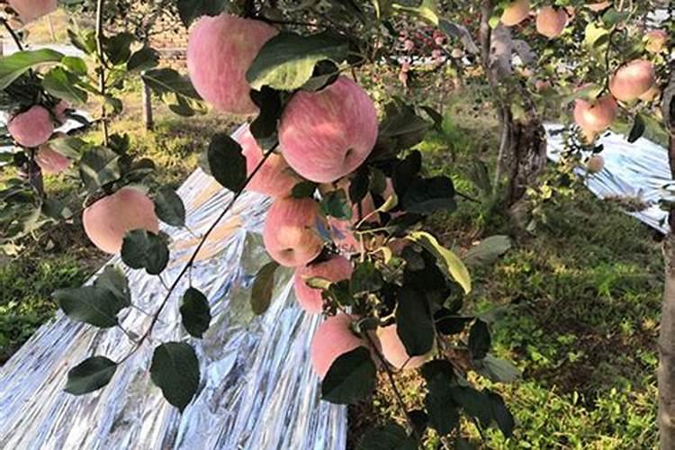 苹果树喷什么叶面肥好