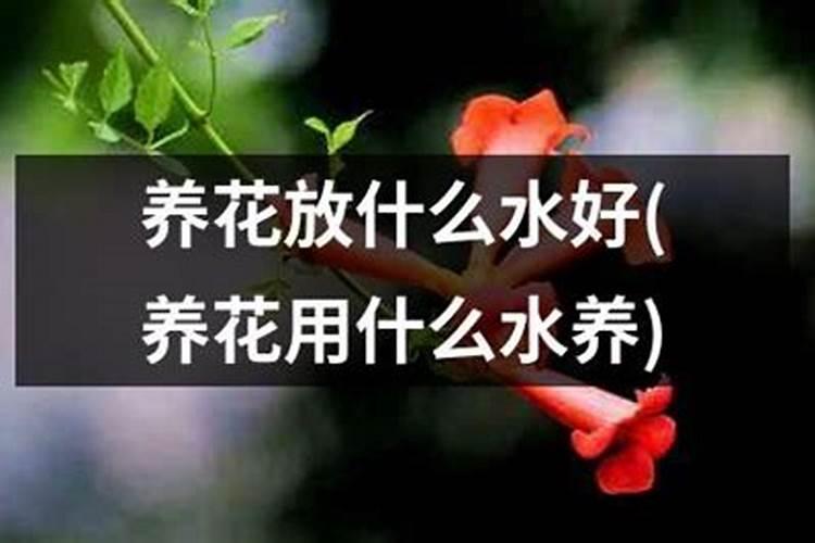 茄瓜种植方法