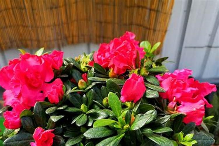 杜鹃花可以用什么肥 杜鹃花怎么施肥