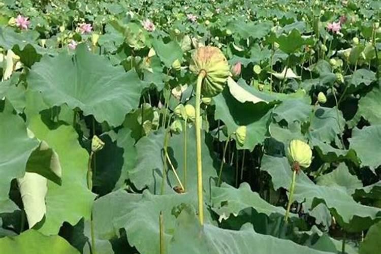 施放绿肥时要注意什么？