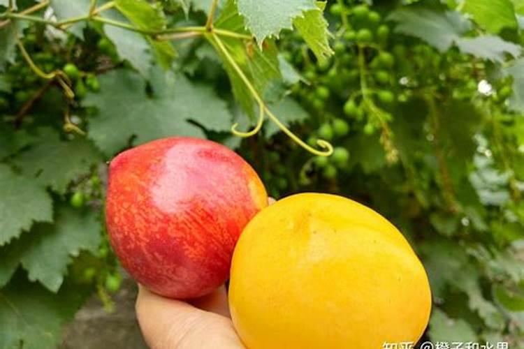 香脆的桃子,应该怎样去施肥？对于肥的需求特性是怎样的？