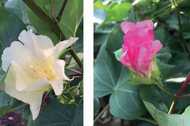 如何正确选择棉花叶面肥？施用肥料时需要注意什么？