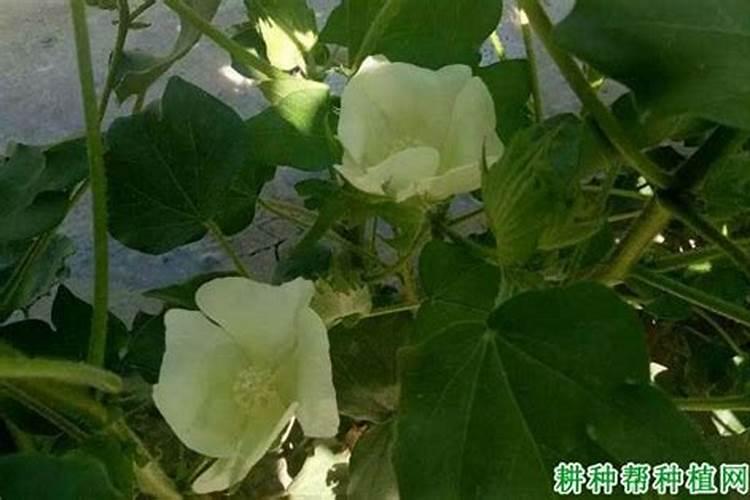 棉花一亩地用多少磷酸二氢钾合适