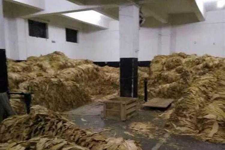 烤烟施肥过量怎么办