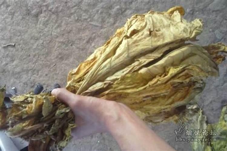 氮钾肥驰用过量烤烟能烤好吗？