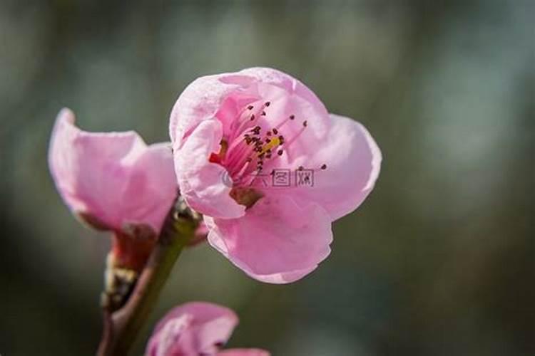 大棚油桃开花后果实不长,这是为什么？