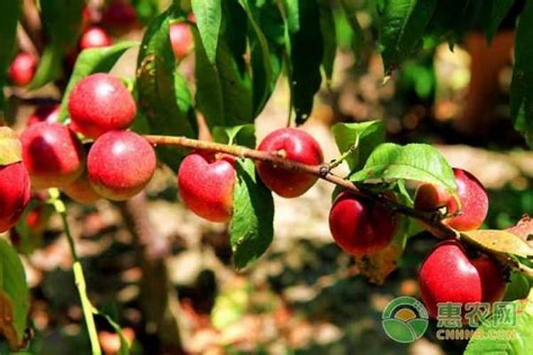 日光温室油桃花果期如何进行肥水管理？