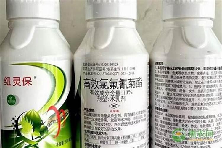 什么东西可以当肥料养花,养花没有肥料,用什么代替