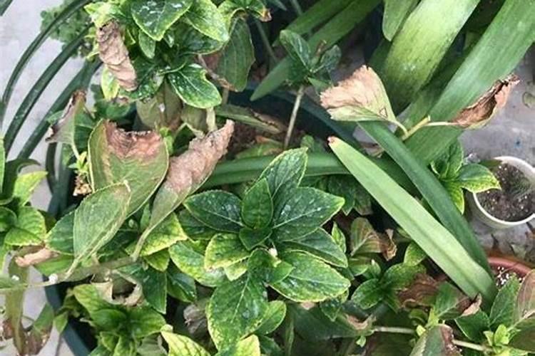 绣球花的养殖方法和注意事项