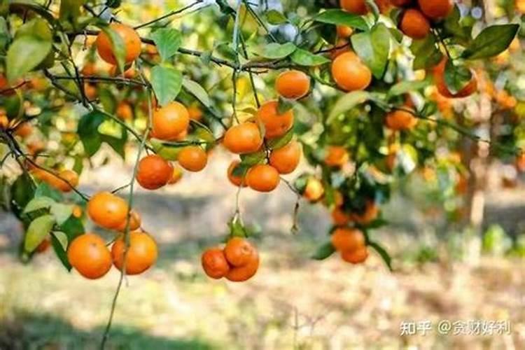 沙糖桔环剥过度叶子发黄怎么办,是不是耍淋什么肥料使树叶转绿？
