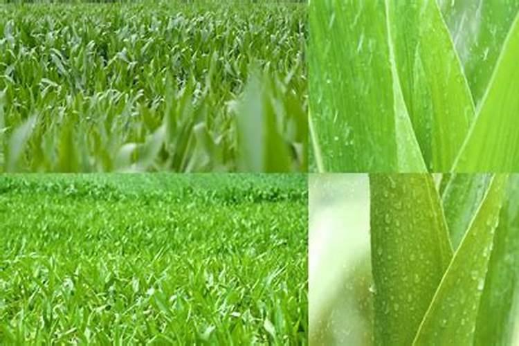 玉米施氮磷钾各有什么作用