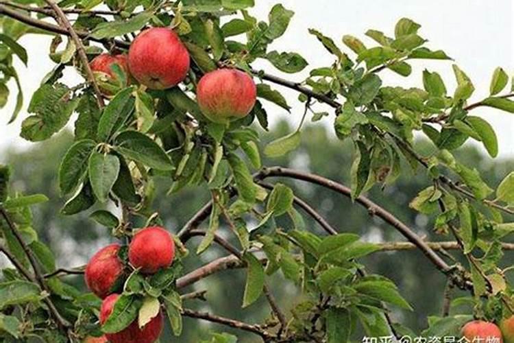 生姜种植用什么肥料