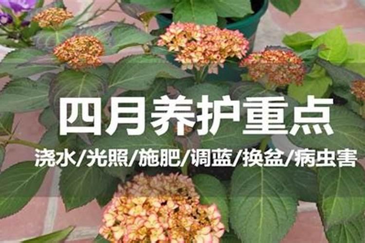 绣球用什么肥料好