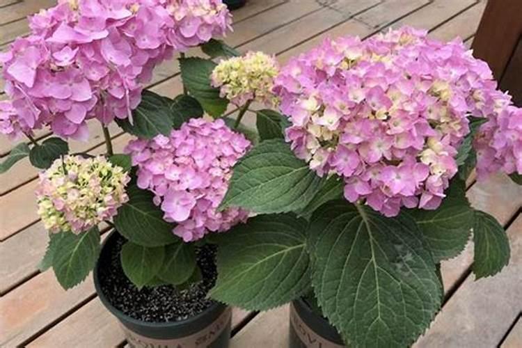 绣球花用什么肥料最好