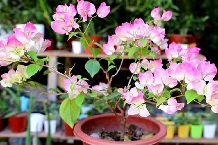 三角梅发芽后施什么肥