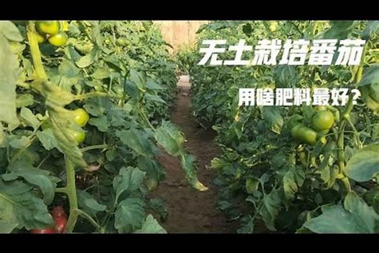 无土绿萝的栽培方法 要用什么肥