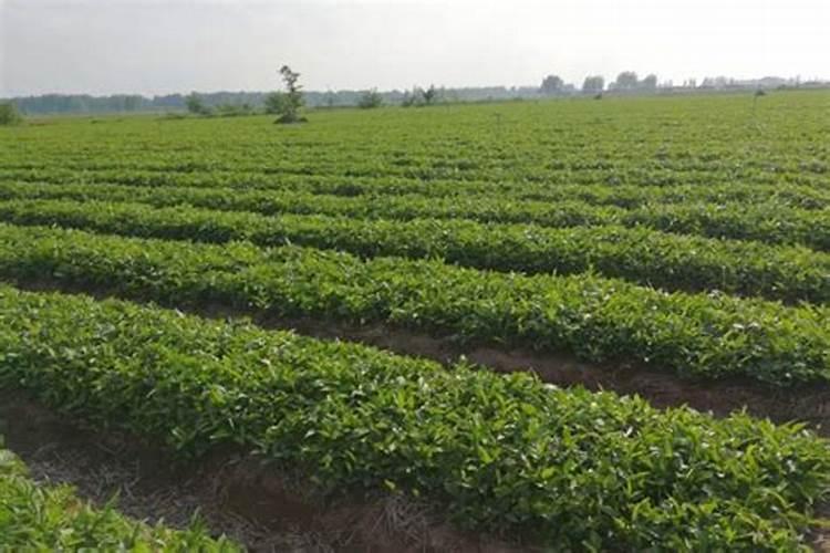 三七怎样栽培种植