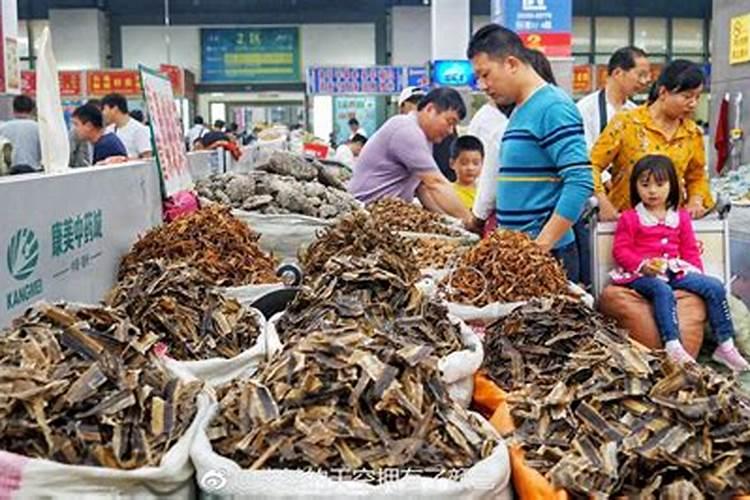 这是什么植物？