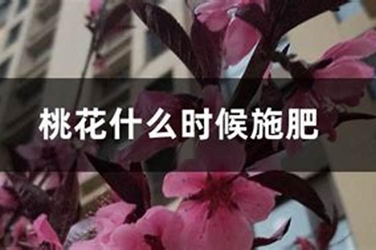 自家果园桃子出现裂果,应该如何治理？