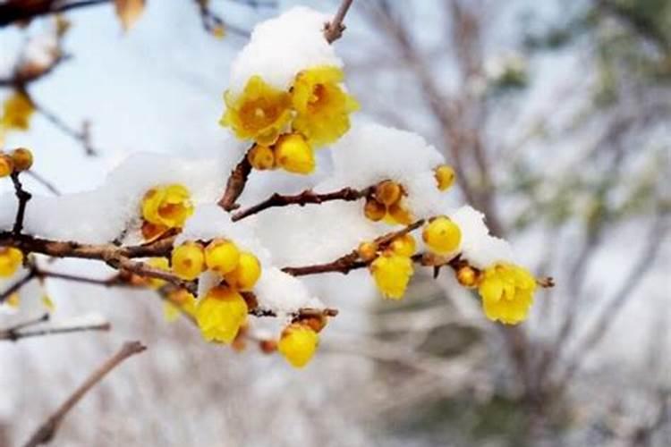 腊梅施肥技巧