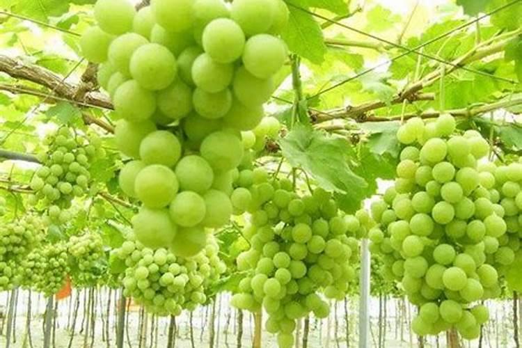 大蒜叶面肥配方大全