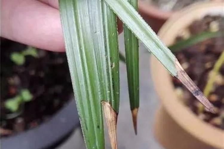 如何判断兰花缺水缺肥,如何补水补肥