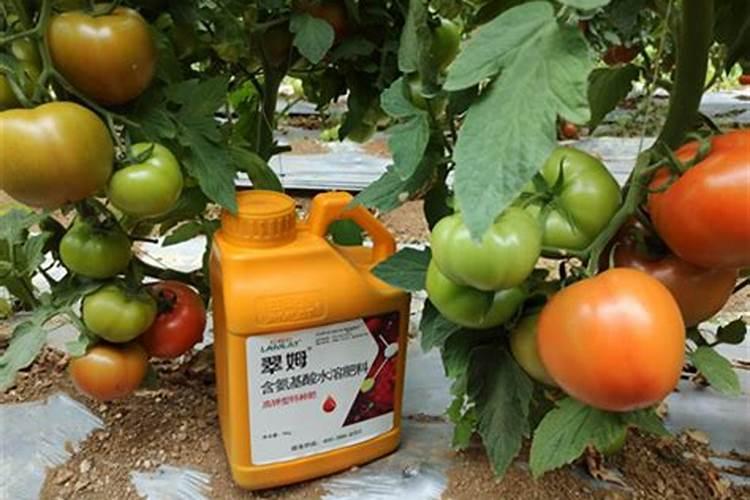 蔬菜用什么水溶肥好？