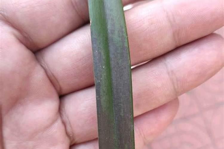 如何判断兰花缺水缺肥,如何补水补肥