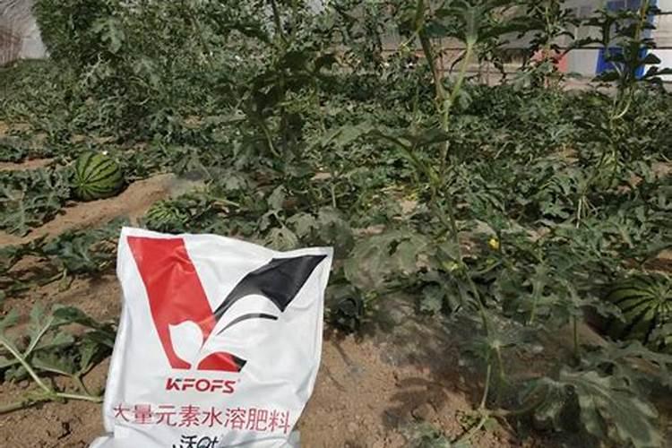 铁线莲什么时候用水溶肥 铁线莲用水溶肥最好的时间简述