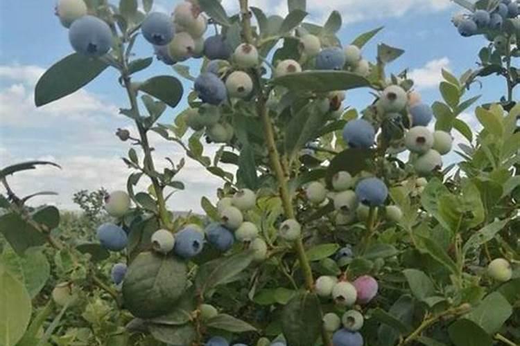 蓝莓施肥时间在什么时候？蓝莓该如何施肥？