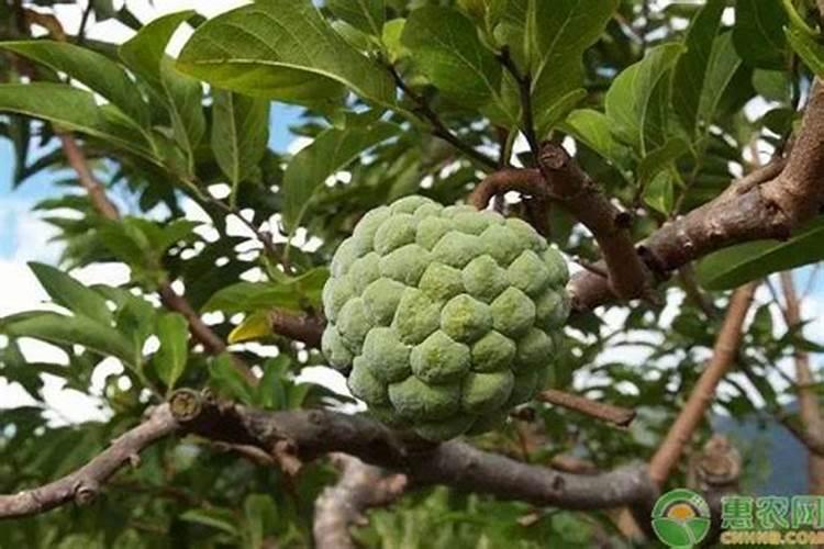 释迦果树施什么肥