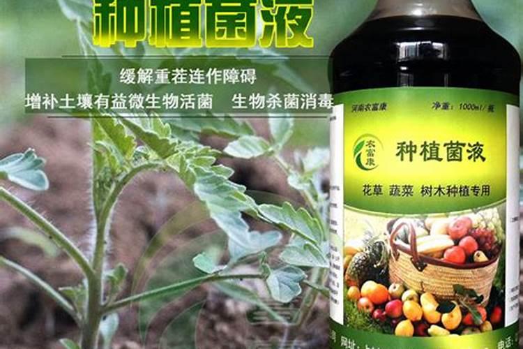番茄枯萎病用什么药最好