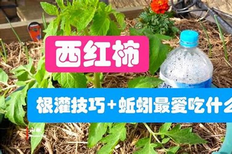 西红柿溃疡病灌根用什么药好