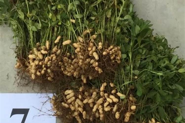 高温天气化肥吸收不好可以使用矿源黄腐酸钾？