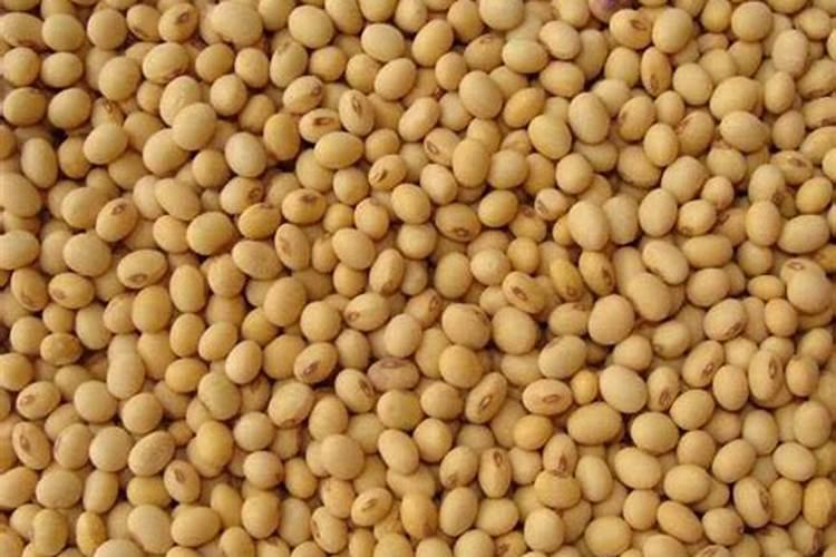 什么花可以用黄豆做肥料、有哪些花不能用黄豆肥