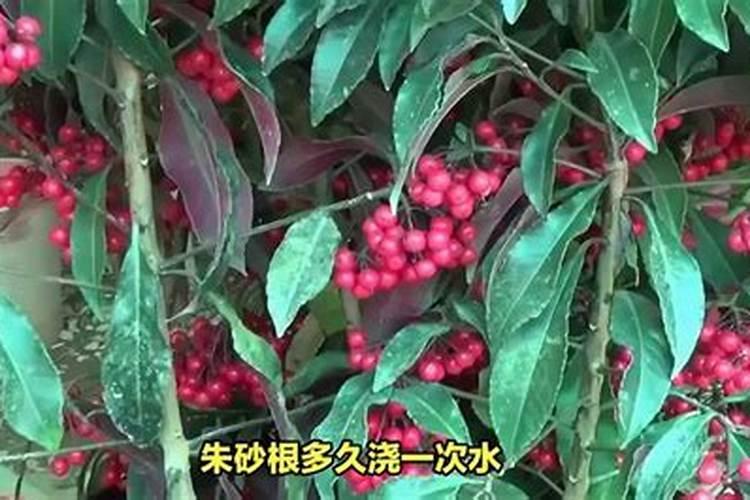 朱砂根怎么施肥