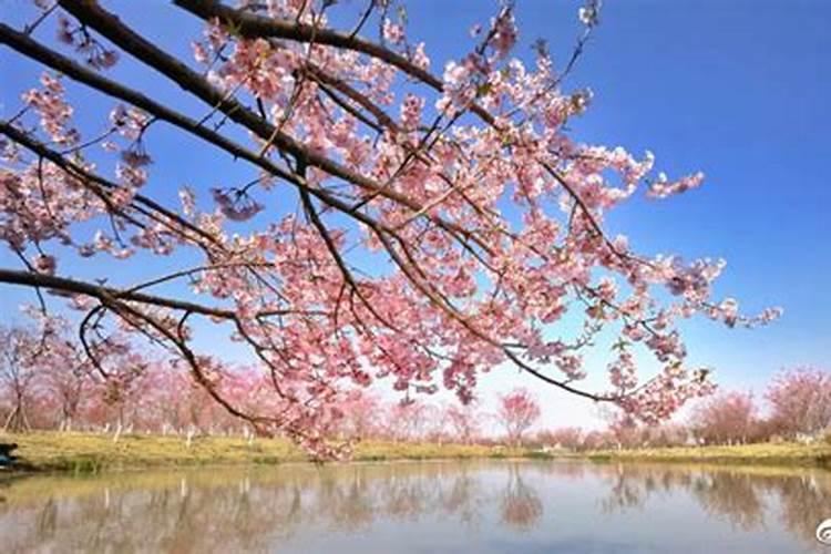樱花怎么施肥
