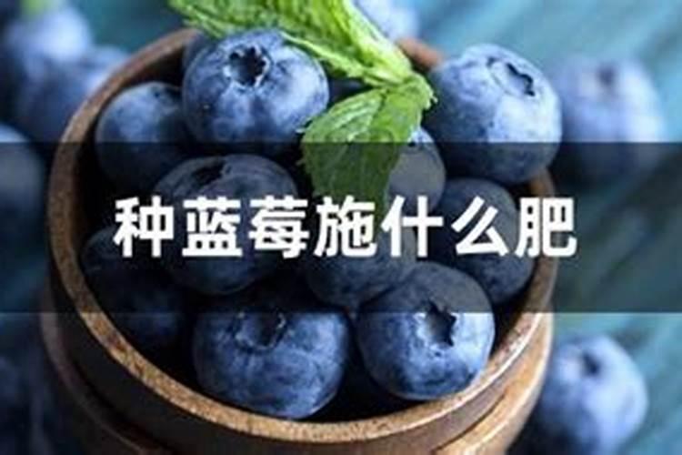蓝莓施肥的最佳时间是什么时候