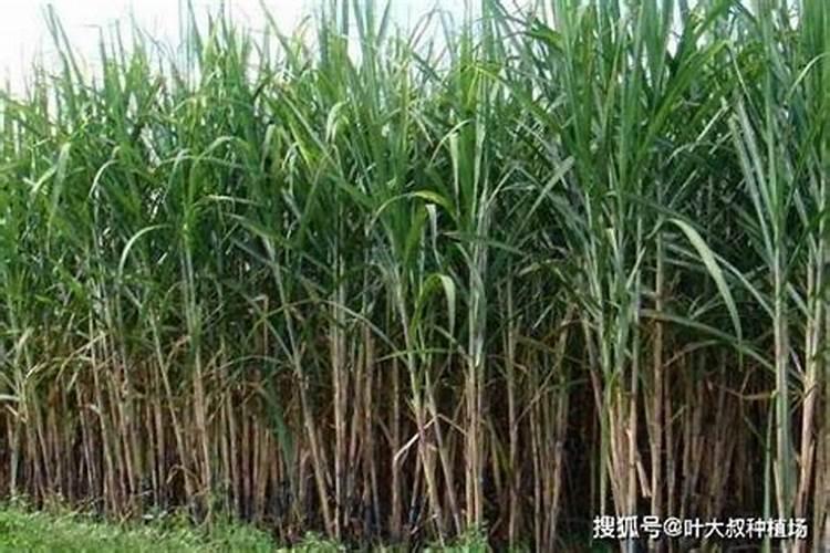 甘蔗叶面尿素喷雾施肥管用吗？