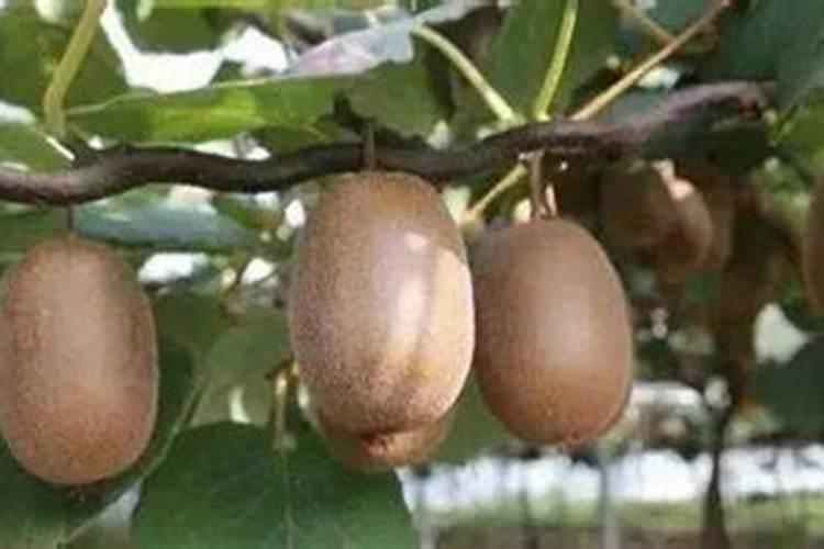 果树施用什么肥料能达到最优效果？
