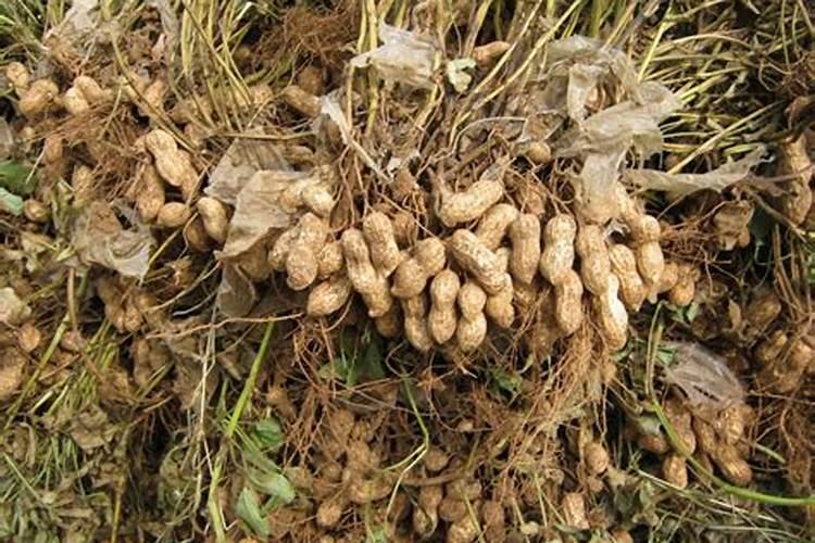 有机肥发酵的原料和制作方法