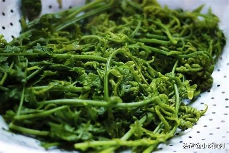 蕨菜怎么养